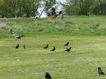 FZ015609 Red kites (Milvus milvus).jpg